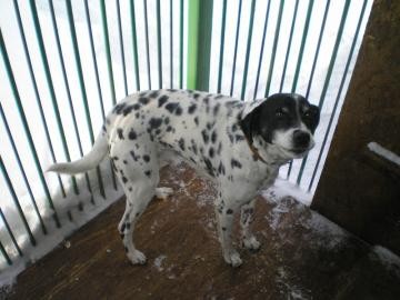 Kříženec dalmatina