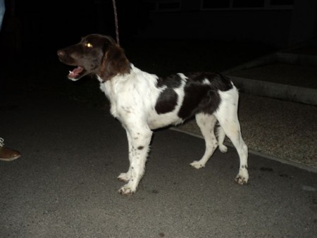 Müsterlandský ohař