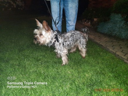 Yorkšír ve Svinném